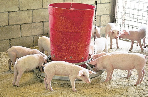 Pig farmers urged to protect animals against deadly PEDv