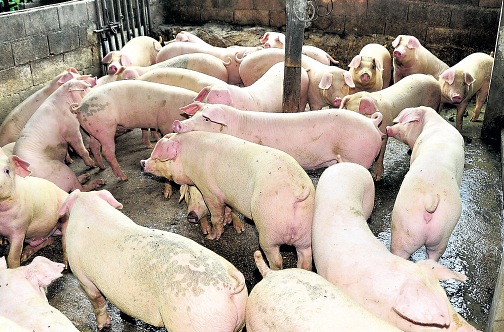 Pig farmers warned to be vigilant